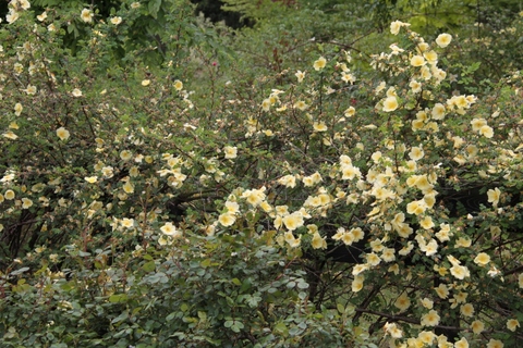 d0166303_1215894.jpg