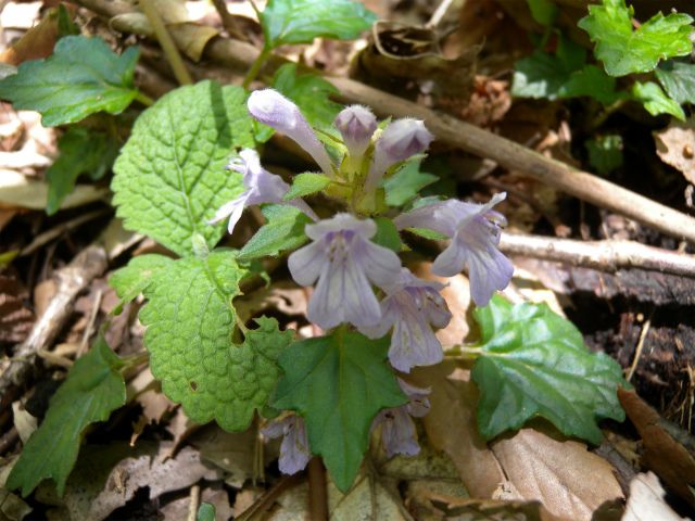 e0272335_1040678.jpg