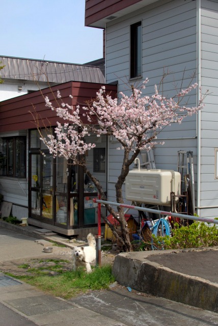 e0108436_221551.jpg