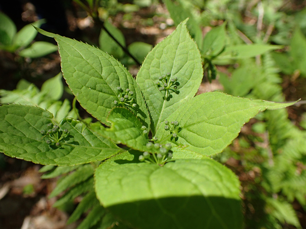 f0214649_3472011.jpg