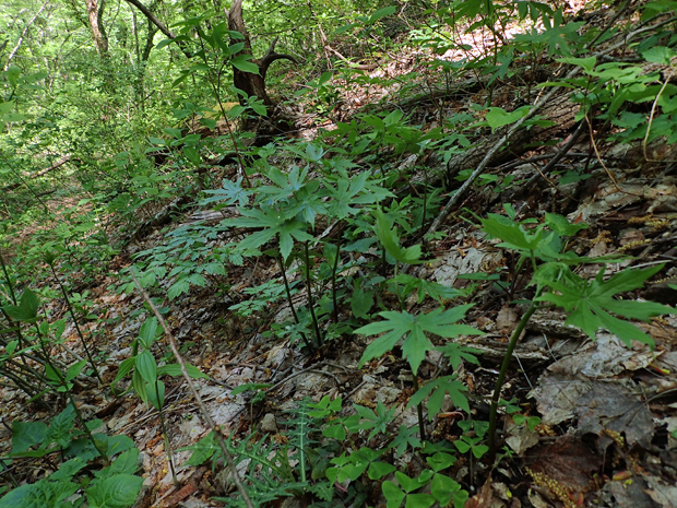 f0214649_3531038.jpg