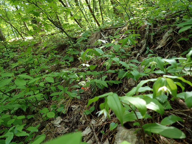 f0214649_415885.jpg