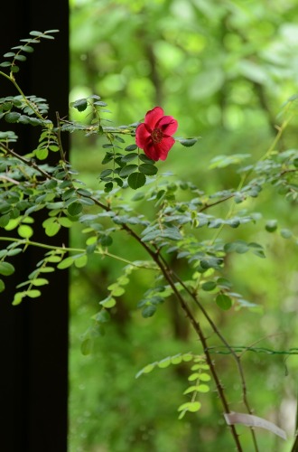c0186463_1632870.jpg