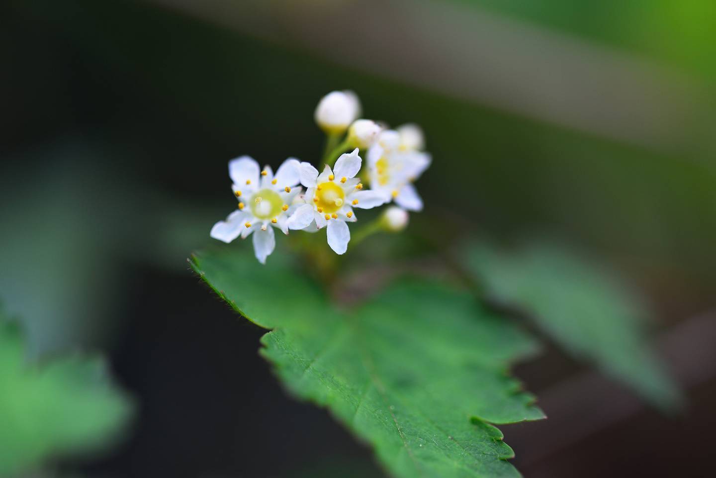 d0328977_11060989.jpg