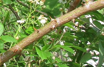 f0003283_06025550.jpg