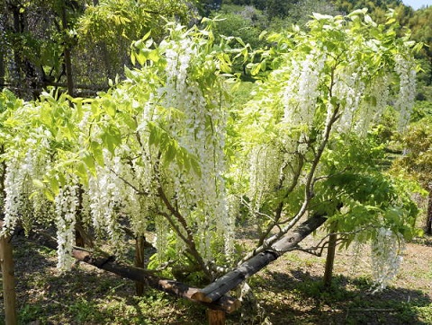 c0122791_21144238.jpg