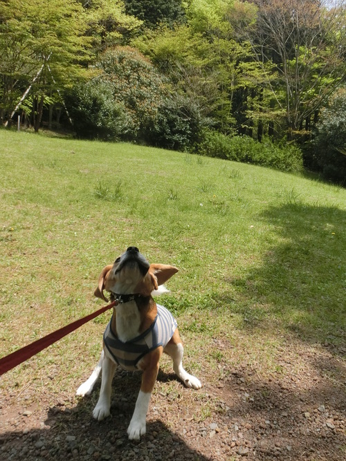 a0319693_1323179.jpg