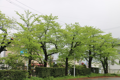 c0075701_11371079.jpg