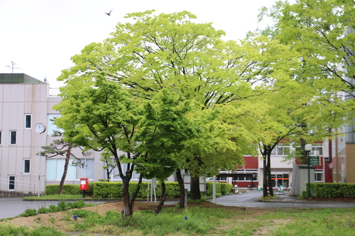 c0075701_11515675.jpg