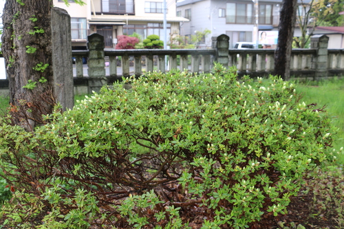 c0075701_1153476.jpg