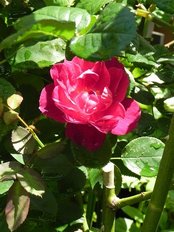 c0152002_18210323.jpg