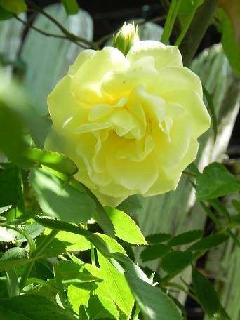 c0152002_18242137.jpg