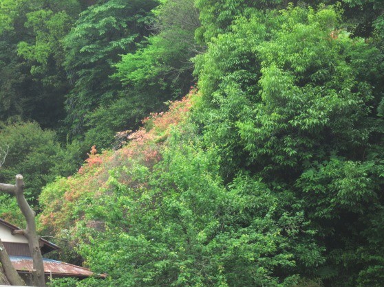 e0245404_19584389.jpg