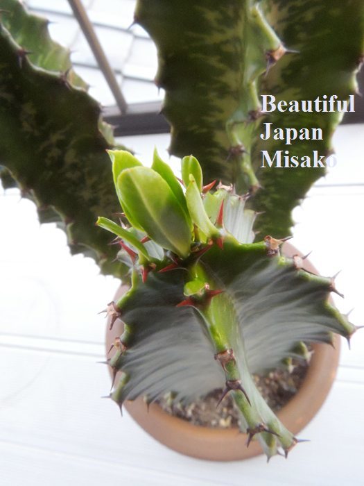 ここに出たか・・・（笑）(*^ｍ^*)　多肉植物　サボテン～.｡･：*：･ﾟ`☆､｡ - Beautiful Japan 絵空事