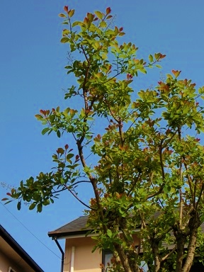 c0204121_9313324.jpg