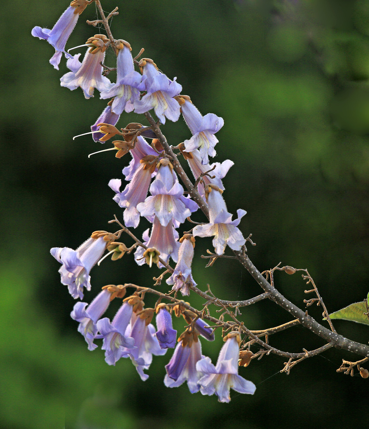 c0104227_11523967.jpg