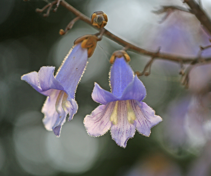 c0104227_11533212.jpg