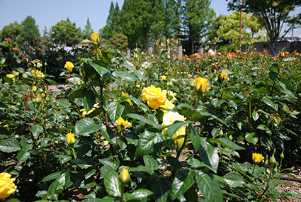b0059664_13105881.jpg