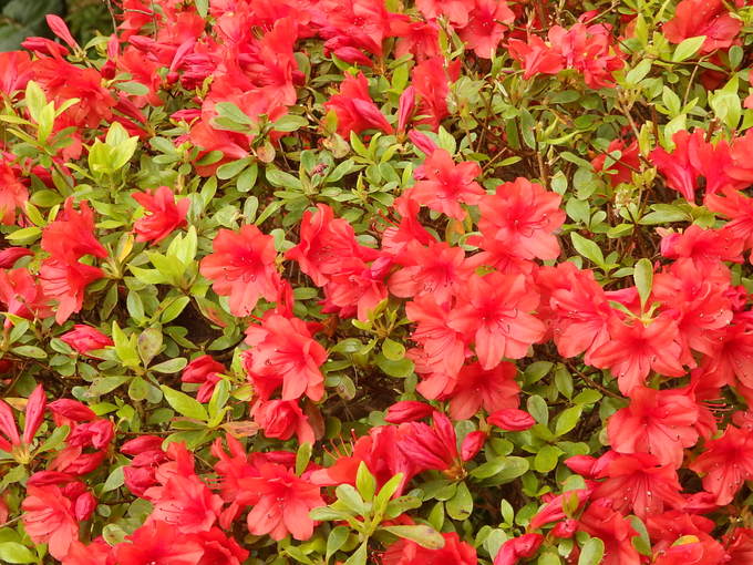 b0197486_1025014.jpg