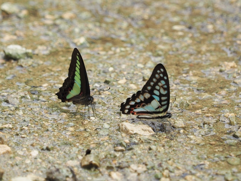 a0277496_08451084.jpg