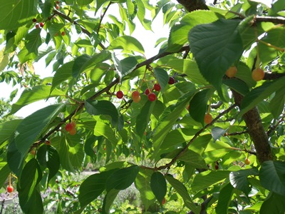 c0017802_1324425.jpg
