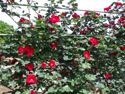 c0017802_13253114.jpg
