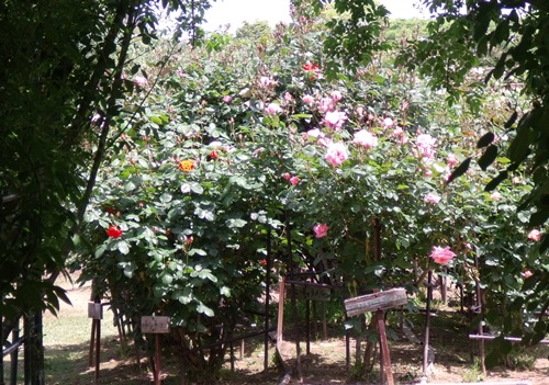 c0017802_133206.jpg