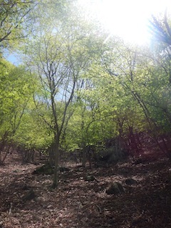 c0359615_20335353.jpg