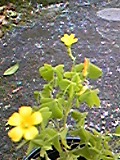 e0182926_1141331.jpg