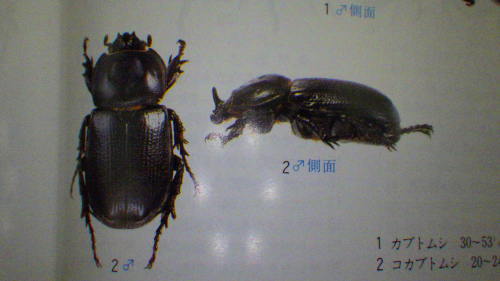 c0337631_19564443.jpg