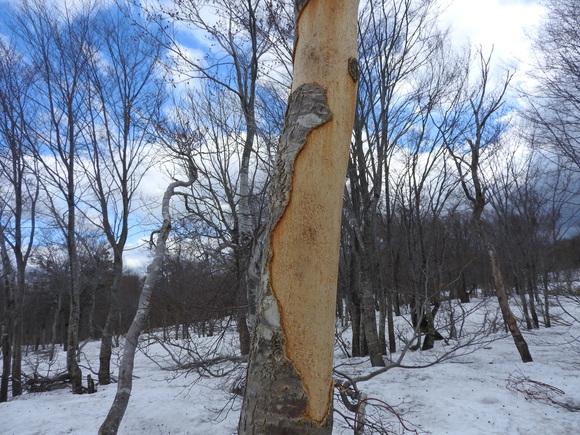 f0118332_2342291.jpg