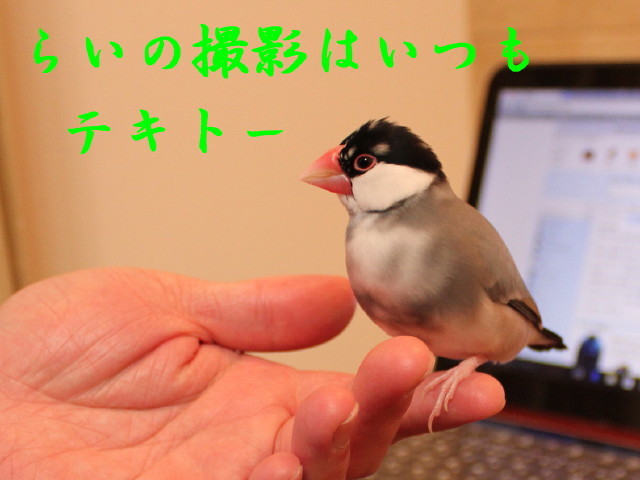 c0365734_19343653.jpg