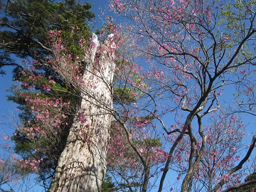 c0077338_7385797.jpg