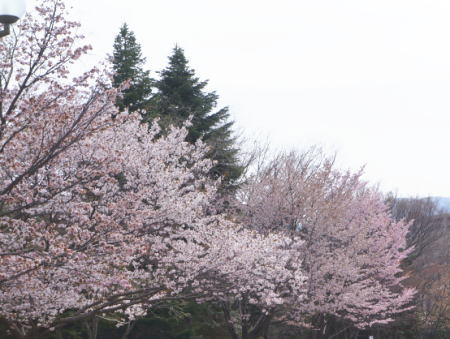 b0001440_9433618.jpg