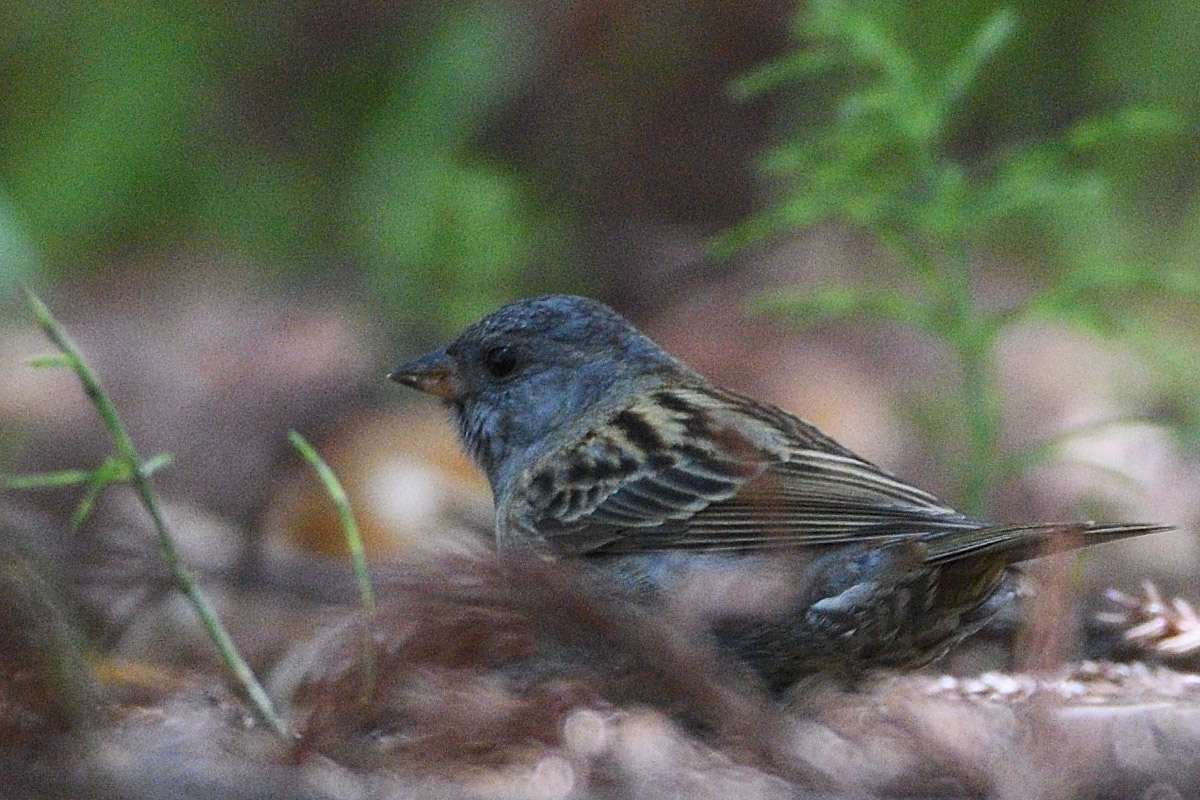 a0039245_524125.jpg