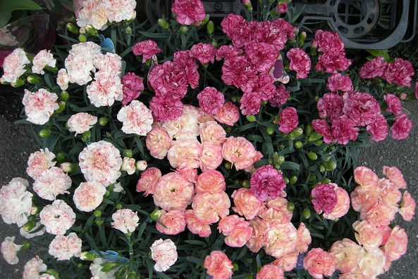 d0132673_18272799.jpg