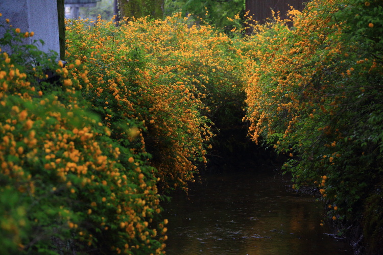 e0051888_3381550.jpg