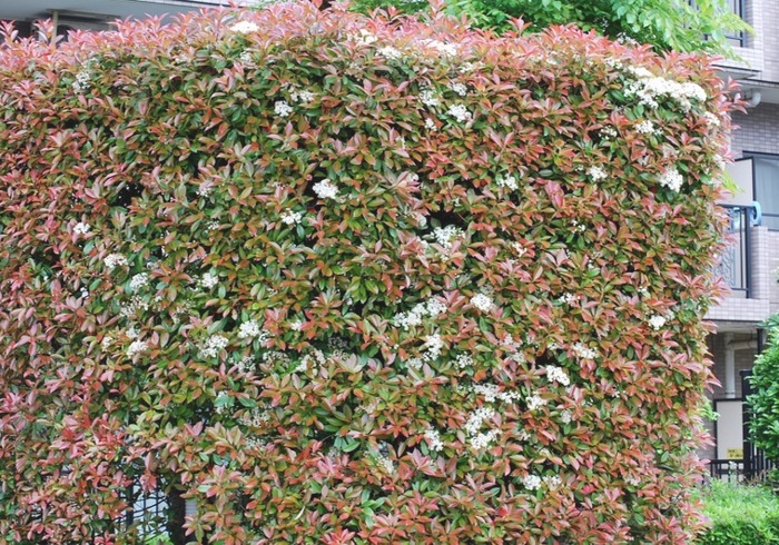 e0025300_20541880.jpg
