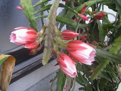 d0090001_17371537.jpg