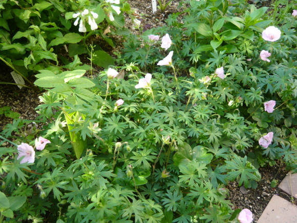 a0139007_17023191.jpg