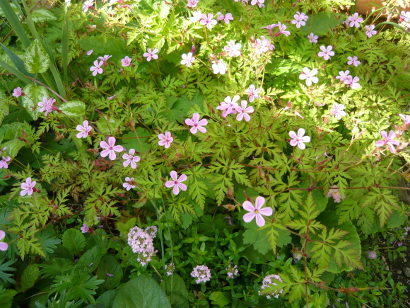 a0139007_17044721.jpg
