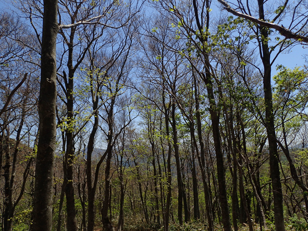 f0214649_5281390.jpg