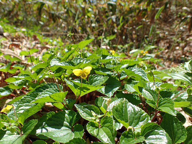 f0214649_584540.jpg