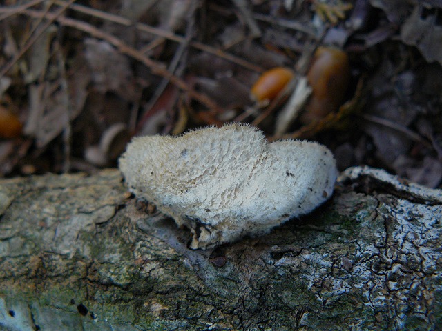 d0019074_618342.jpg