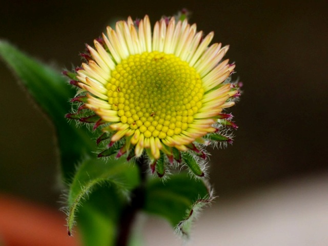 c0183777_10514257.jpg