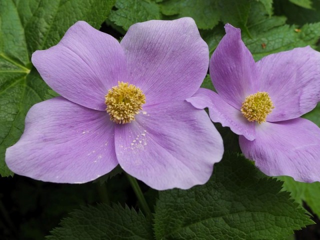 c0183777_1265318.jpg