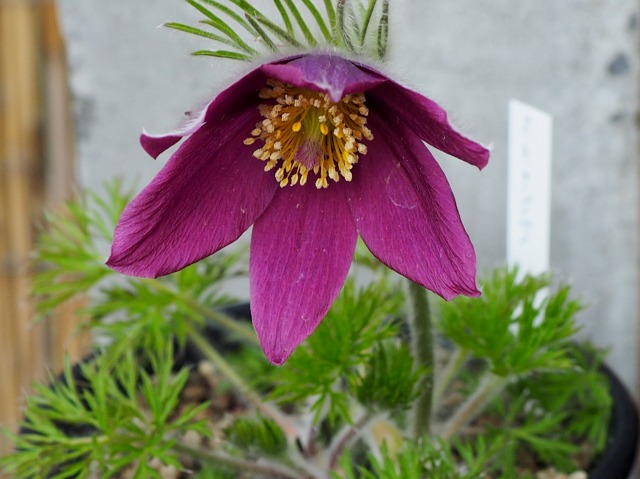 c0183777_20473792.jpg