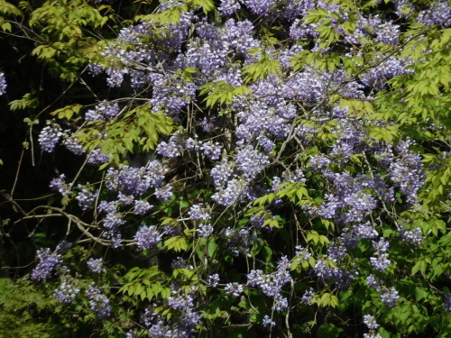 a0143296_07152295.jpg