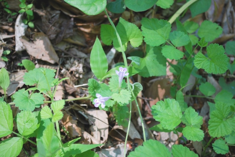 e0025300_1227840.jpg