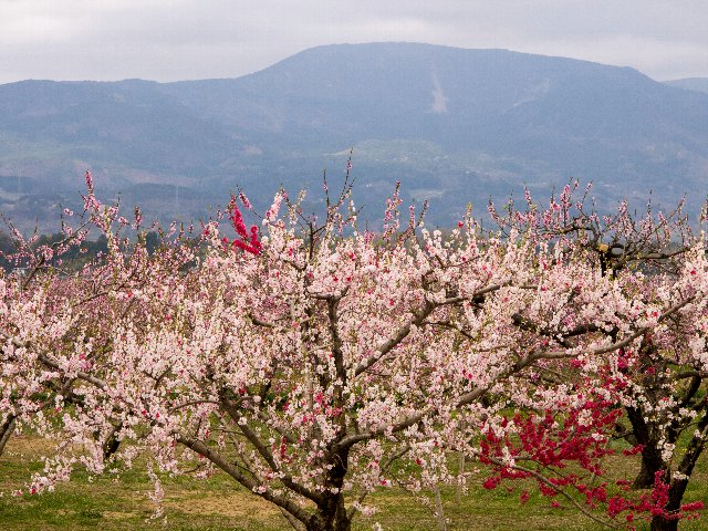 c0008502_2031261.jpg